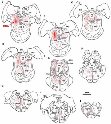 Reticular Formation Connections Underlying Horizontal Gaze: The Central Mesencephalic Reticular Formation (cMRF) as a Conduit for the Collicular Saccade Signal